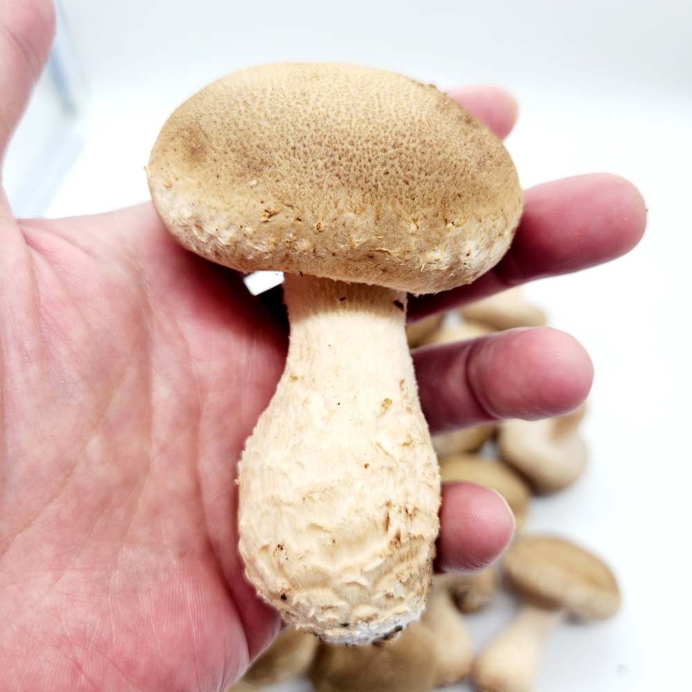 국산 무농약 송화버섯 500g 1kg 송고버섯 고송버섯 키움의미학 - 상세 이미지 4