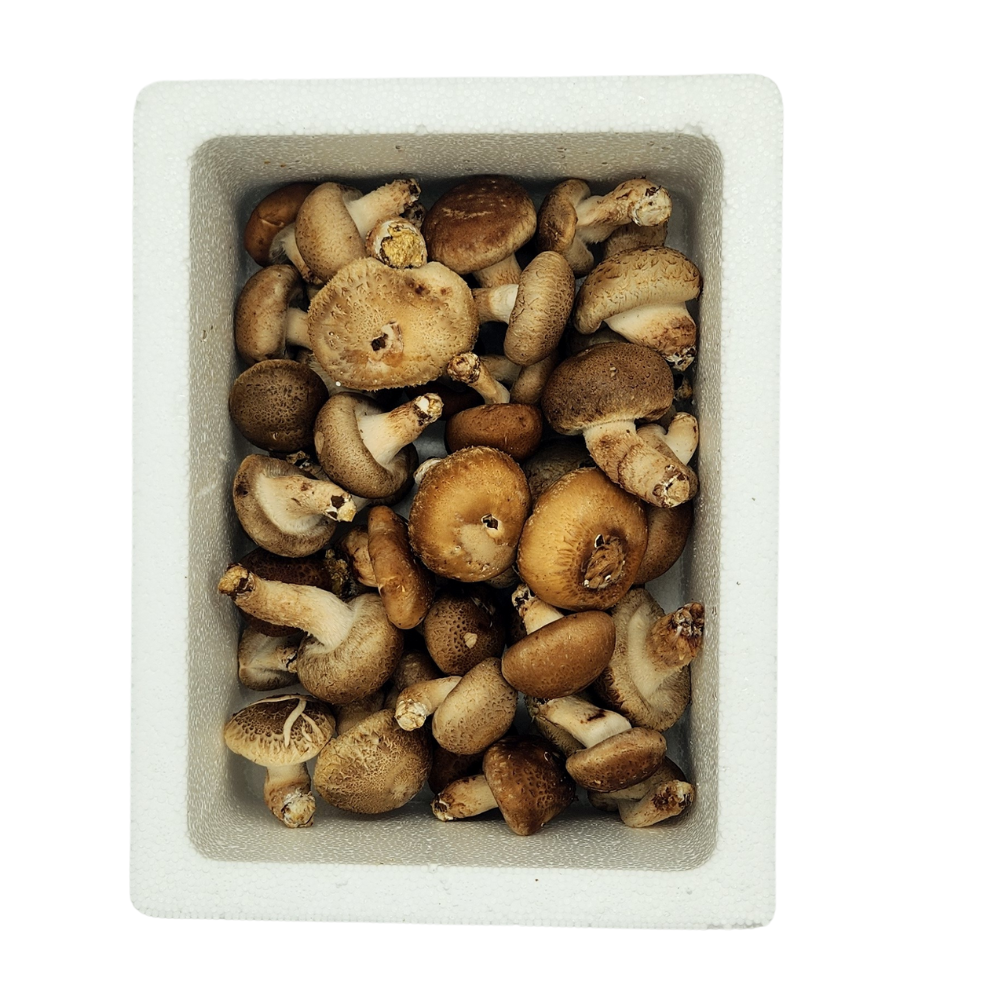 국산 무농약 송화버섯 500g 1kg 송고버섯 고송버섯 키움의미학 - 상세 이미지 3