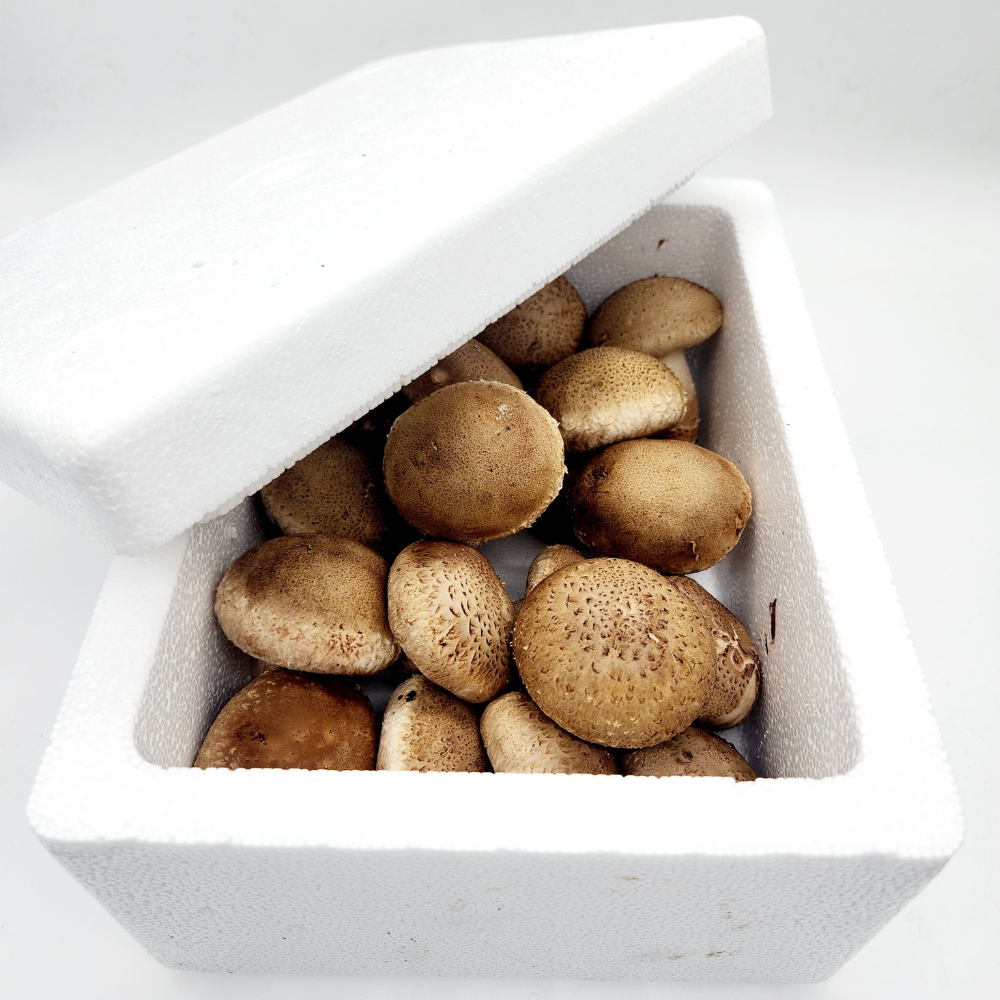 국산 무농약 송화버섯 500g 1kg 송고버섯 고송버섯 키움의미학 - 상세 이미지 5