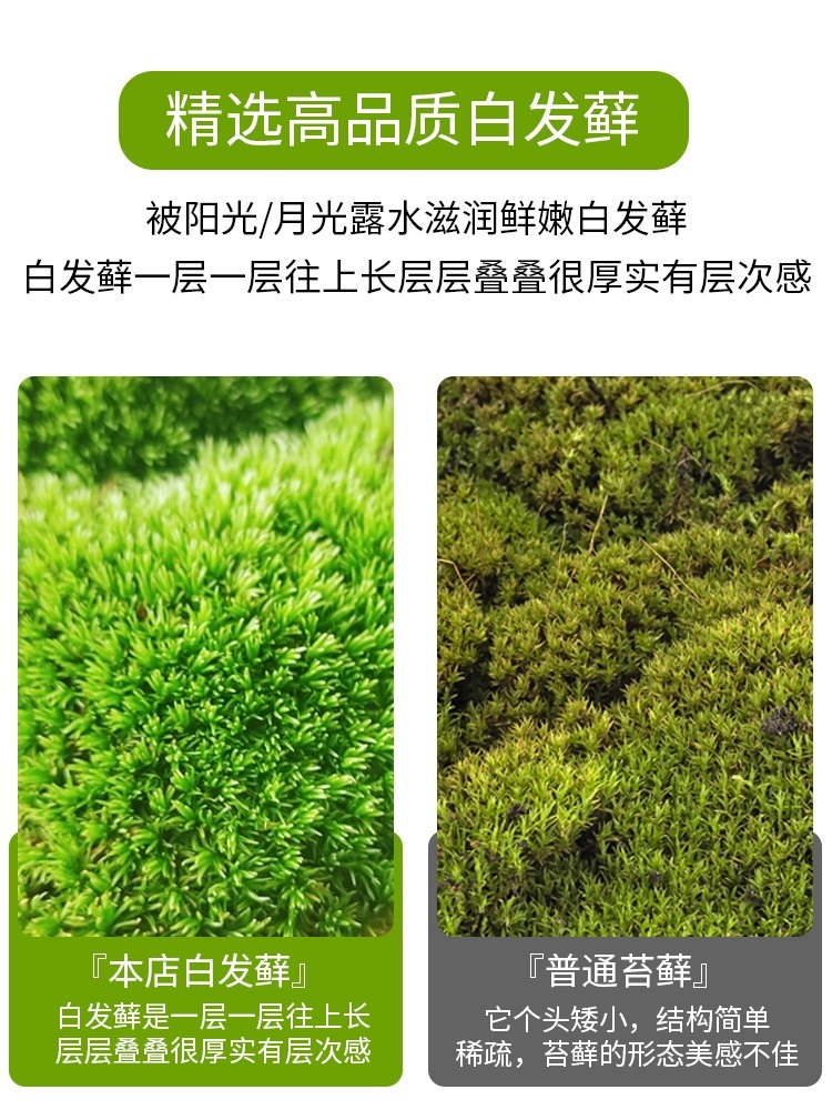 비바리움 키트 이끼 공기청정기 수경 천연 정원 소형 제트 C 화분에 좋은 식물 - 상세 이미지 4
