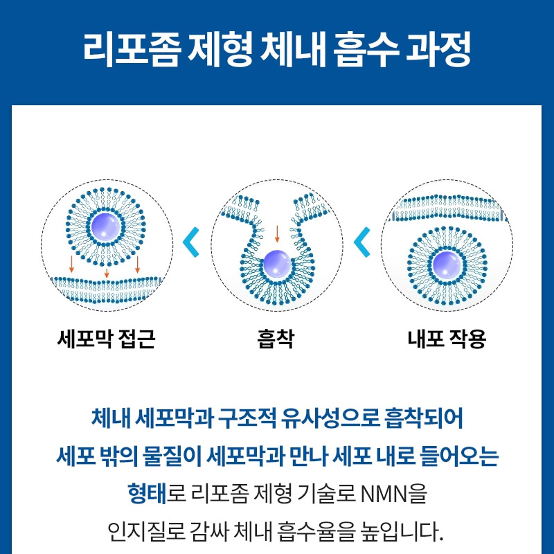 리포좀 NMN 파워 브로콜리 추출분말 효능 엔엠엔 1000mg x 90정 - 상세 이미지 5