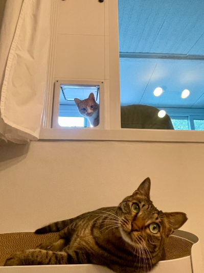 키즈온더블럭 펫도어 견문 강아지 고양이 안전문 베란다 펫도어 시공 미니