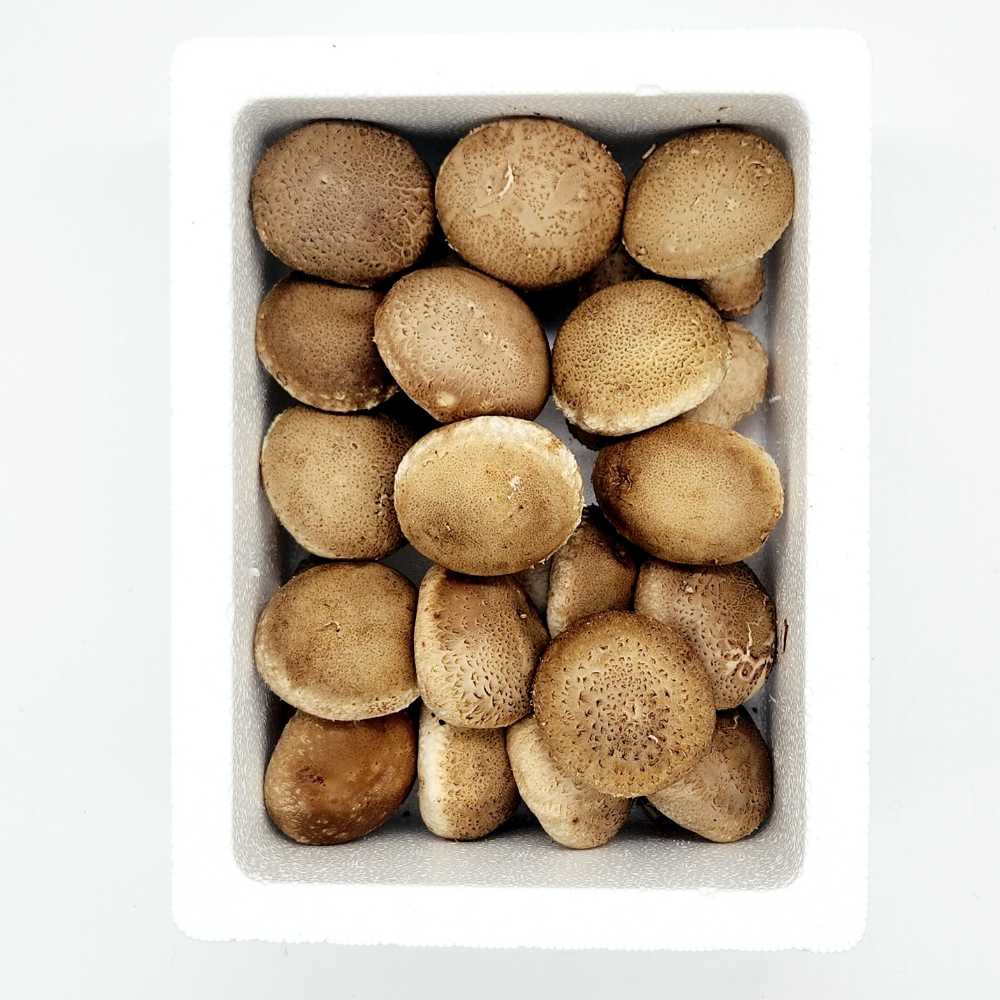 국산 무농약 송화버섯 500g 1kg 송고버섯 고송버섯 키움의미학 - 상세 이미지 2