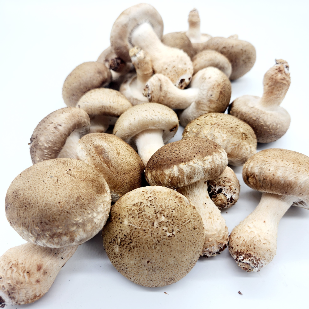 국산 무농약 송화버섯 500g 1kg 송고버섯 고송버섯 키움의미학