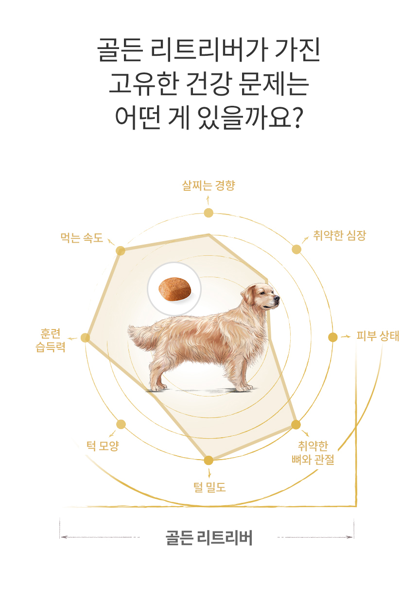 [유통기한 2026.06.05] 로얄캐닌 독 골든 리트리버 퍼피, 12kg, 1개