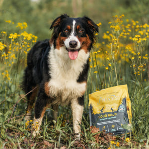 미국 강아지 곤충단백질 사료 지미니 동애등에 1.58kg (관절건강 저알... 솔직 후기 | 실제 사용자 리뷰 총정리 - 상품 이미지 2