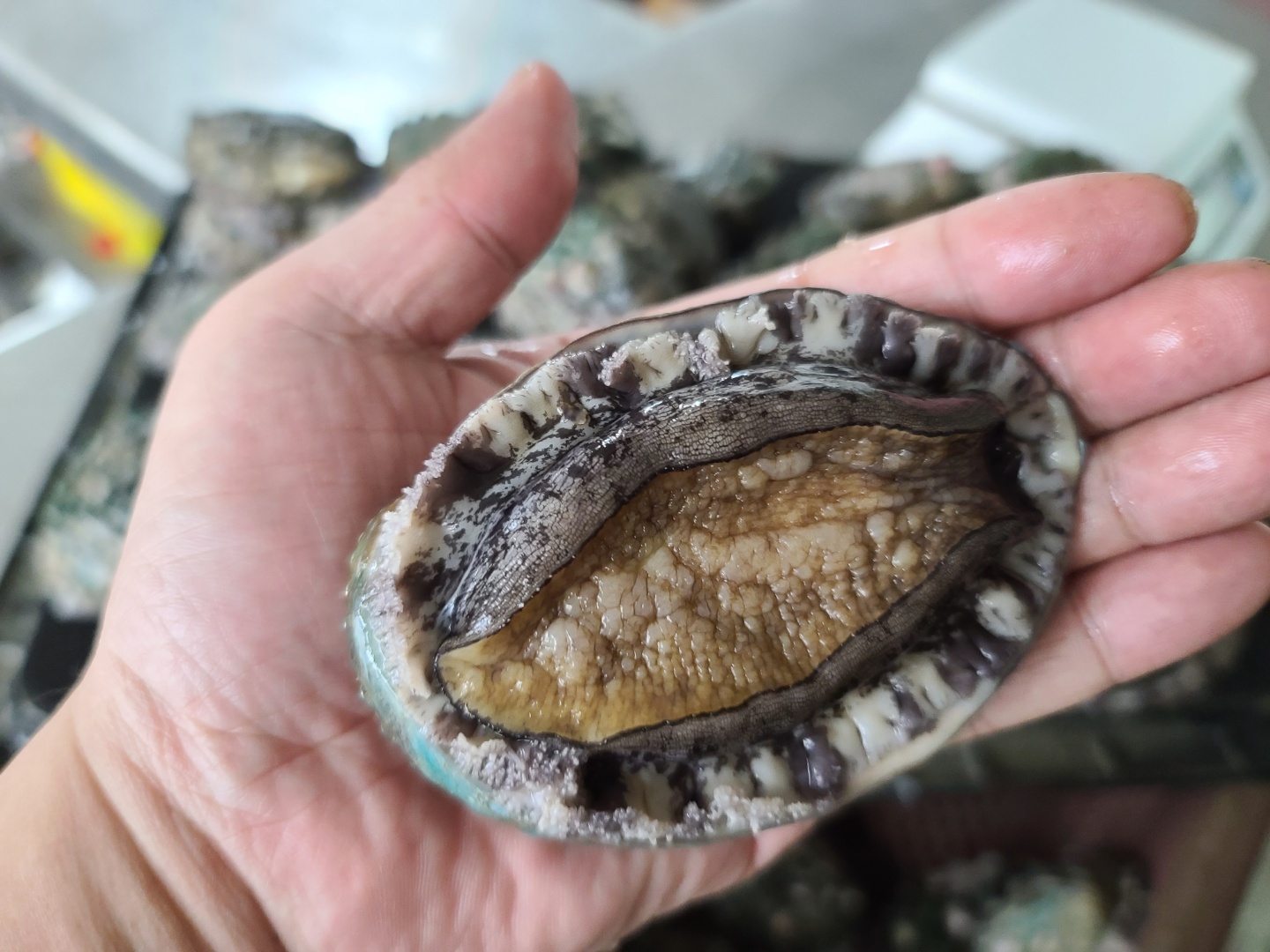 나나수산 산지직송 제철 완도 활 전복 1kg (9-11미) - 상품 이미지