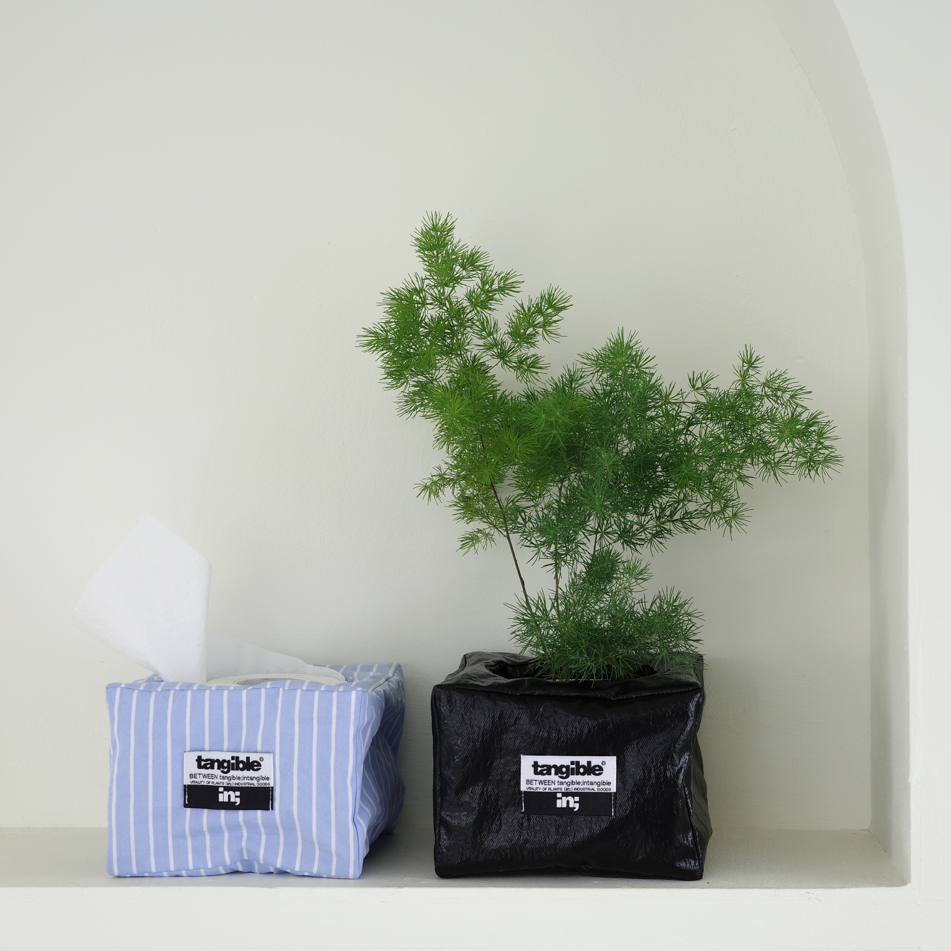 아스파라거스 미리오클라두스 (Asparagus myriocladus Bak.) 렉탱글 화분커버 팟커버 - 상세 이미지 4