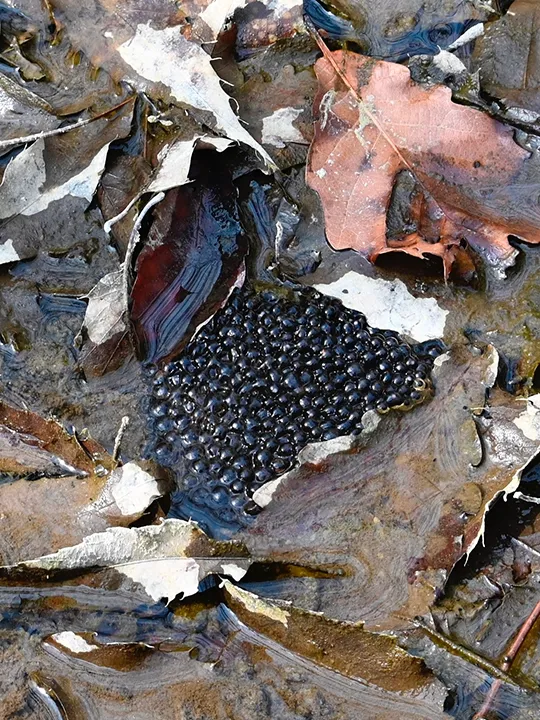 [깨비의숲마을][소수정예 프라이빗] 서울 경기 인천 숲체험 어린이 겨울 유아 초등 자연 곤충 주말 체험 학습