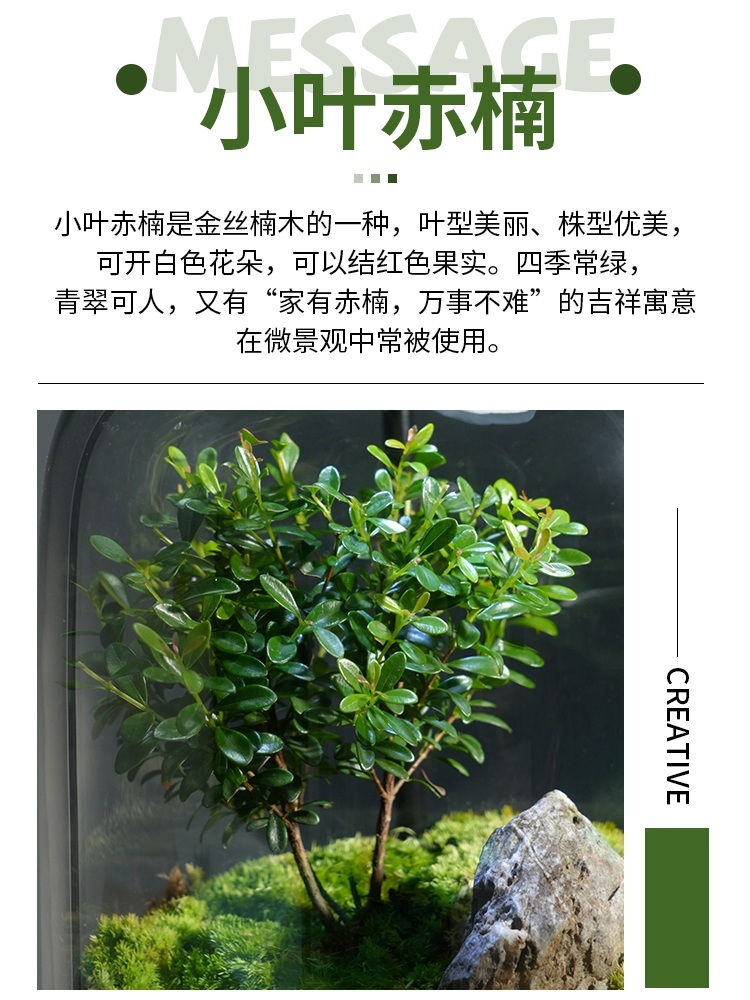 비바리움 키트 이끼 공기청정기 수경 천연 정원 소형 제트 C 화분에 좋은 식물 - 상세 이미지 3