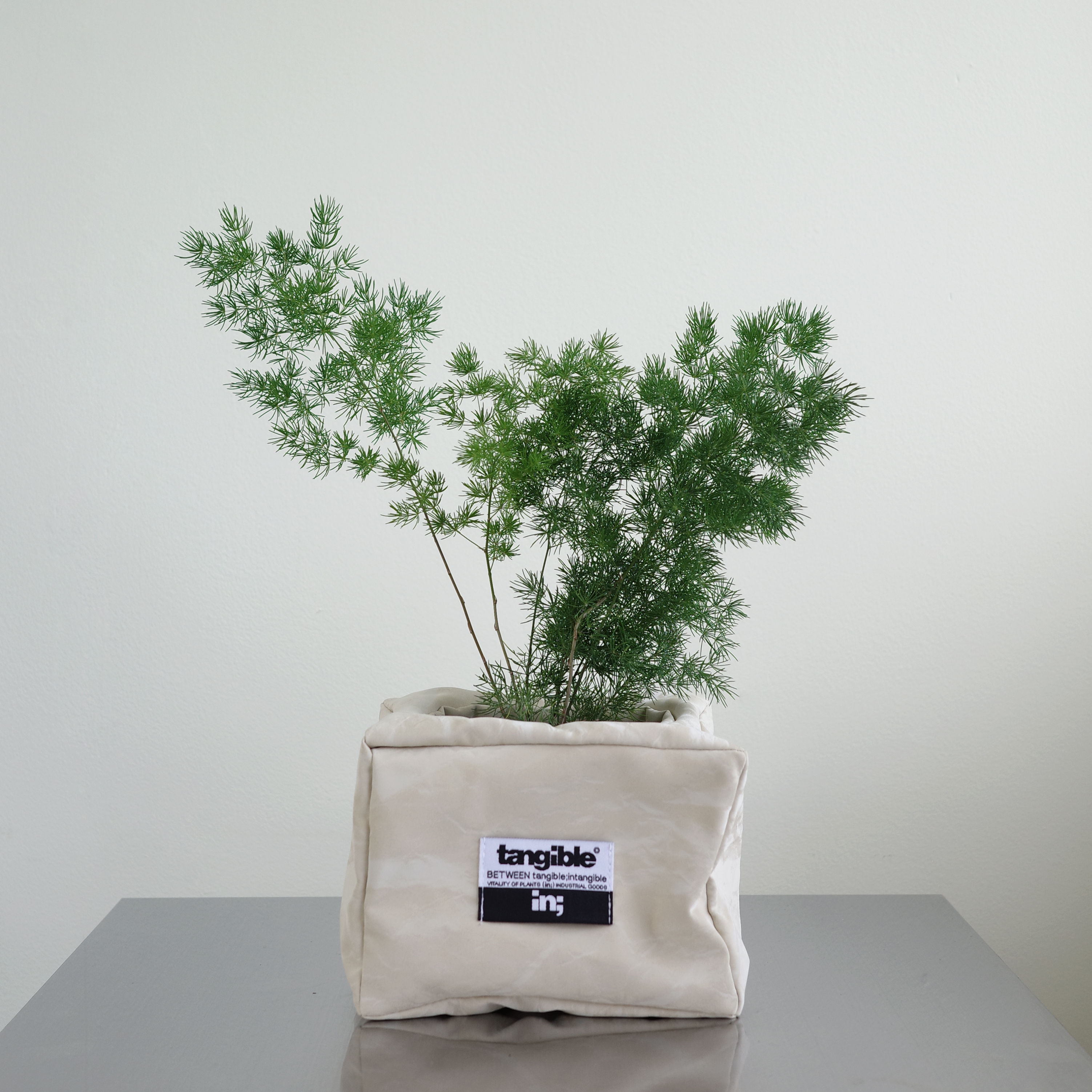 아스파라거스 미리오클라두스 (Asparagus myriocladus Bak.) 렉탱글 화분커버 팟커버 - 상품 이미지