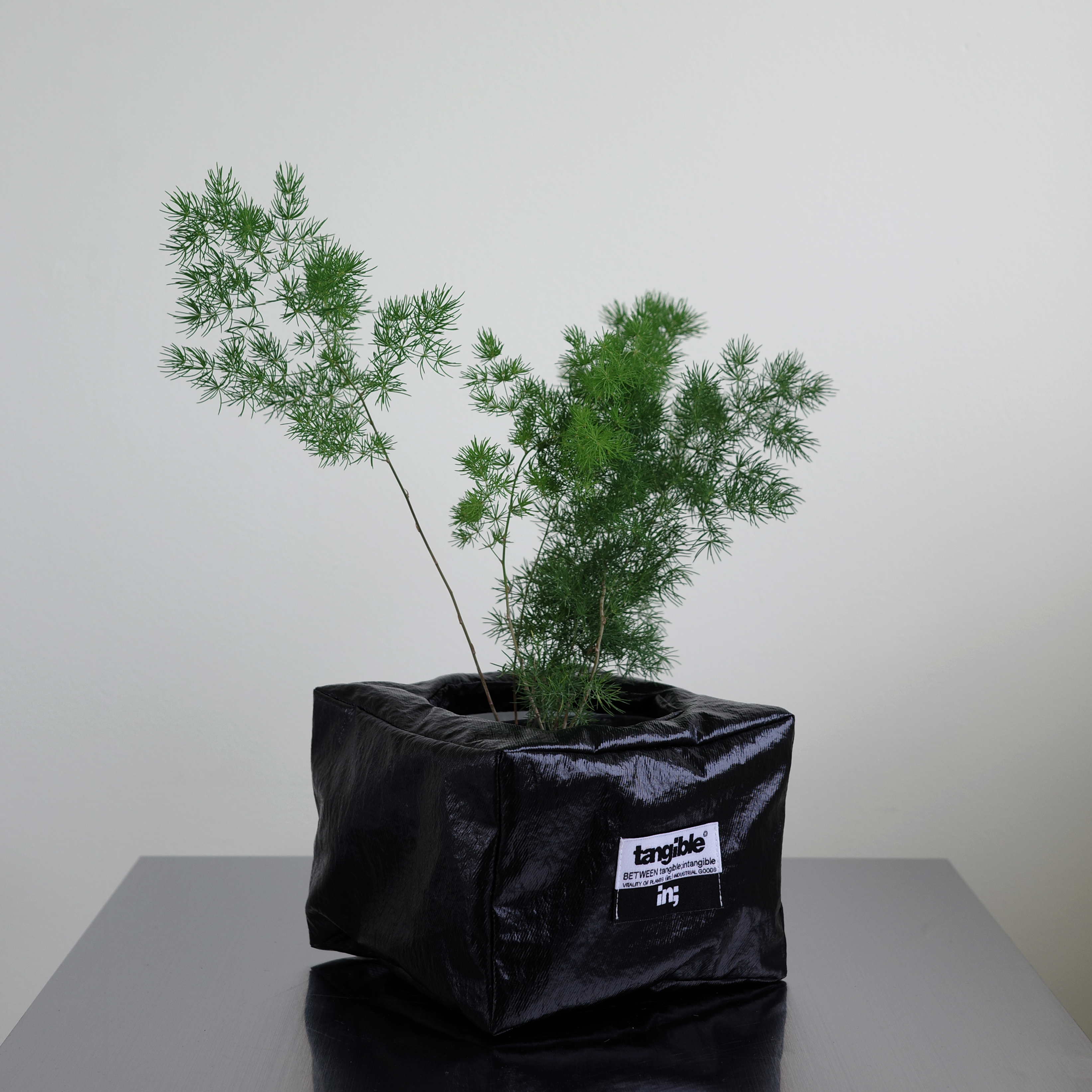 아스파라거스 미리오클라두스 (Asparagus myriocladus Bak.) 렉탱글 화분커버 팟커버 - 상세 이미지 2