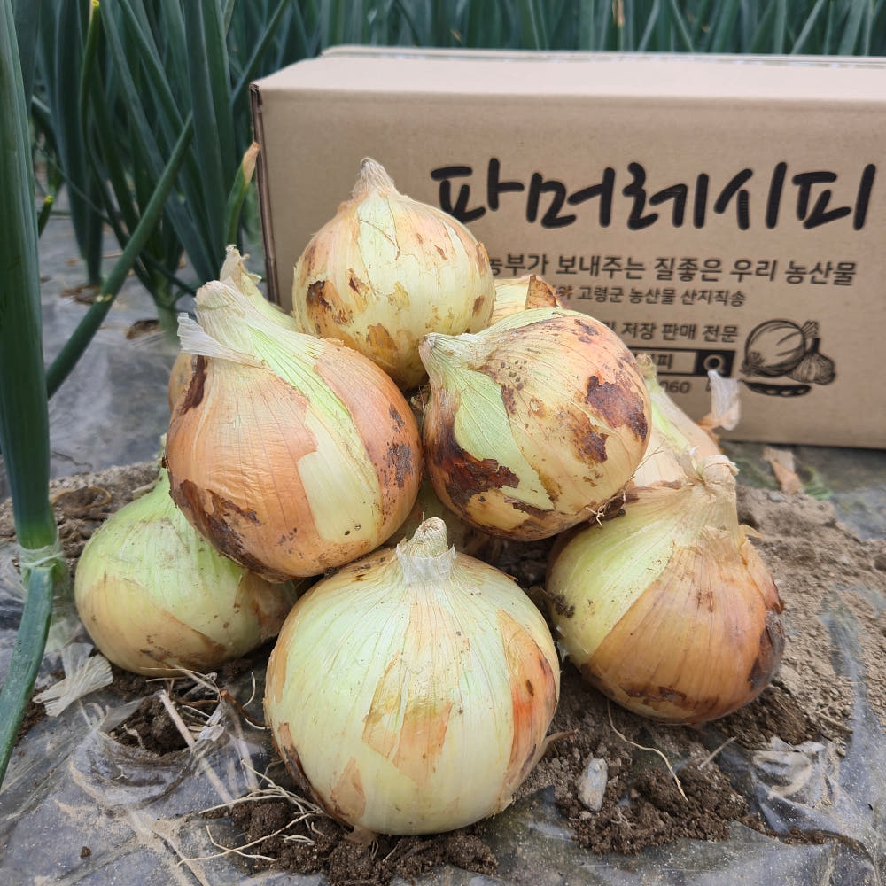 파머레시피 [청년농부] 26년 햇양파 국내산 양파 3kg 5kg 10kg 깐양파 - 최저가 7,500원
