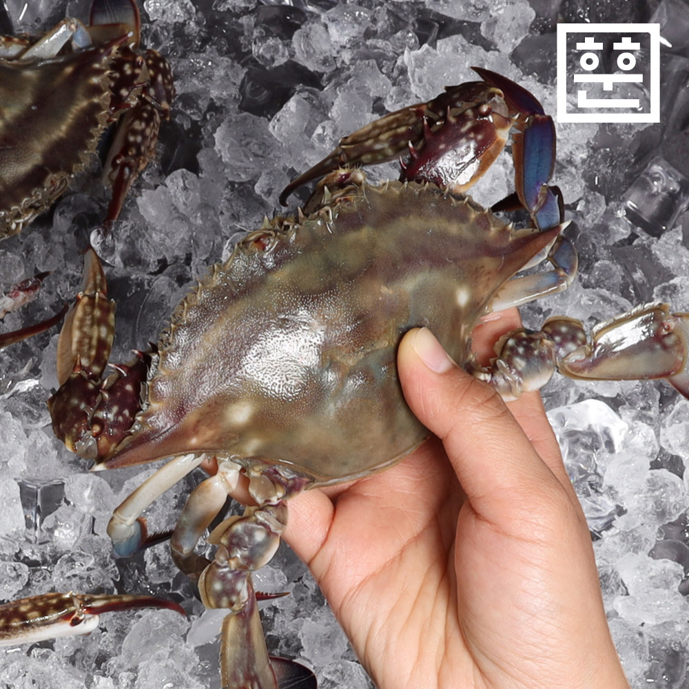 제철 꽃게 봄 가을 암꽃게 숫꽃게 활꽃게 빙장 톱밥