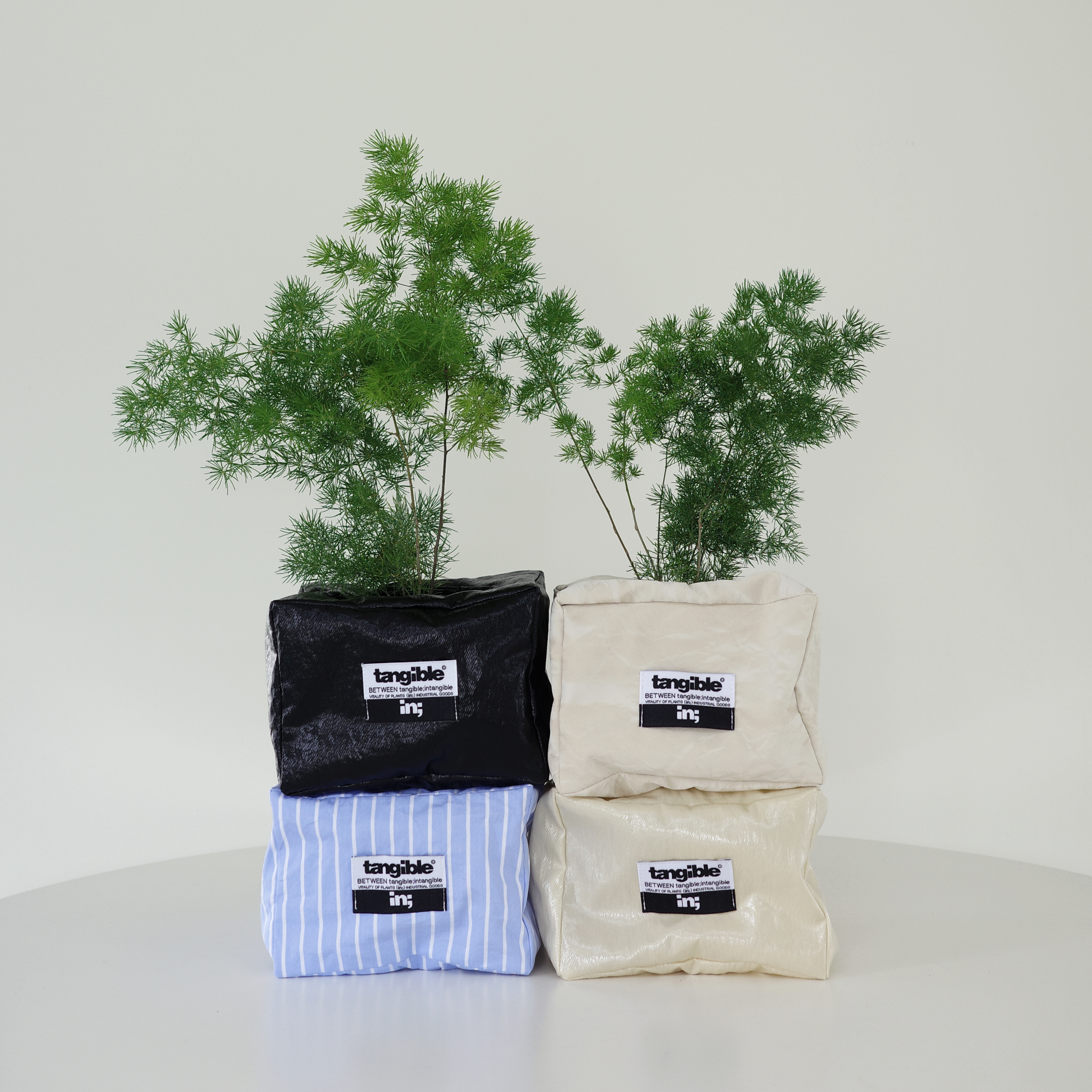 아스파라거스 미리오클라두스 (Asparagus myriocladus Bak.) 렉탱글 화분커버 팟커버 - 상세 이미지 3