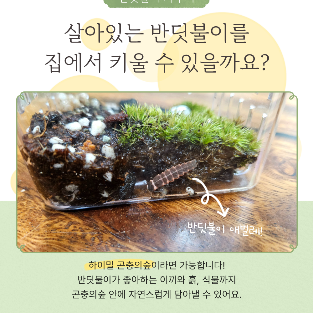 하이밀 반딧불이키우기 곤충의숲 먹이 생물 포함 풀세트 사마귀 잠자리 청개구리 전용 비바리움 - 상세 이미지 3
