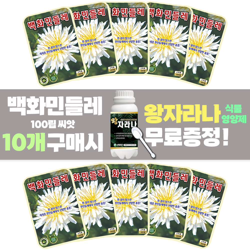 산들마켓 백화민들레 씨앗 100립 흰민들레씨 종자 10개 + 왕자라나 500ml 1개 : 산들마켓샵