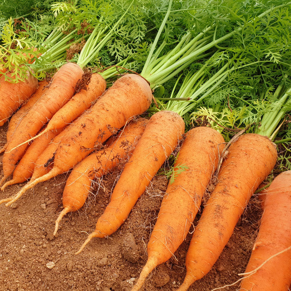 국내산 당근 햇당근 흙당근 구좌당근 제주당근 - 상세 이미지 2