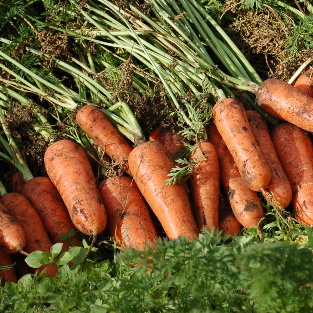 국내산 당근 햇당근 흙당근 구좌당근 제주당근