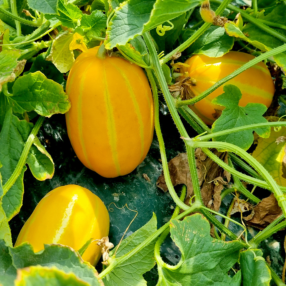 성주참외 못난이 꼬마과 가정용 꿀 제철과일 고당도 참외 2kg