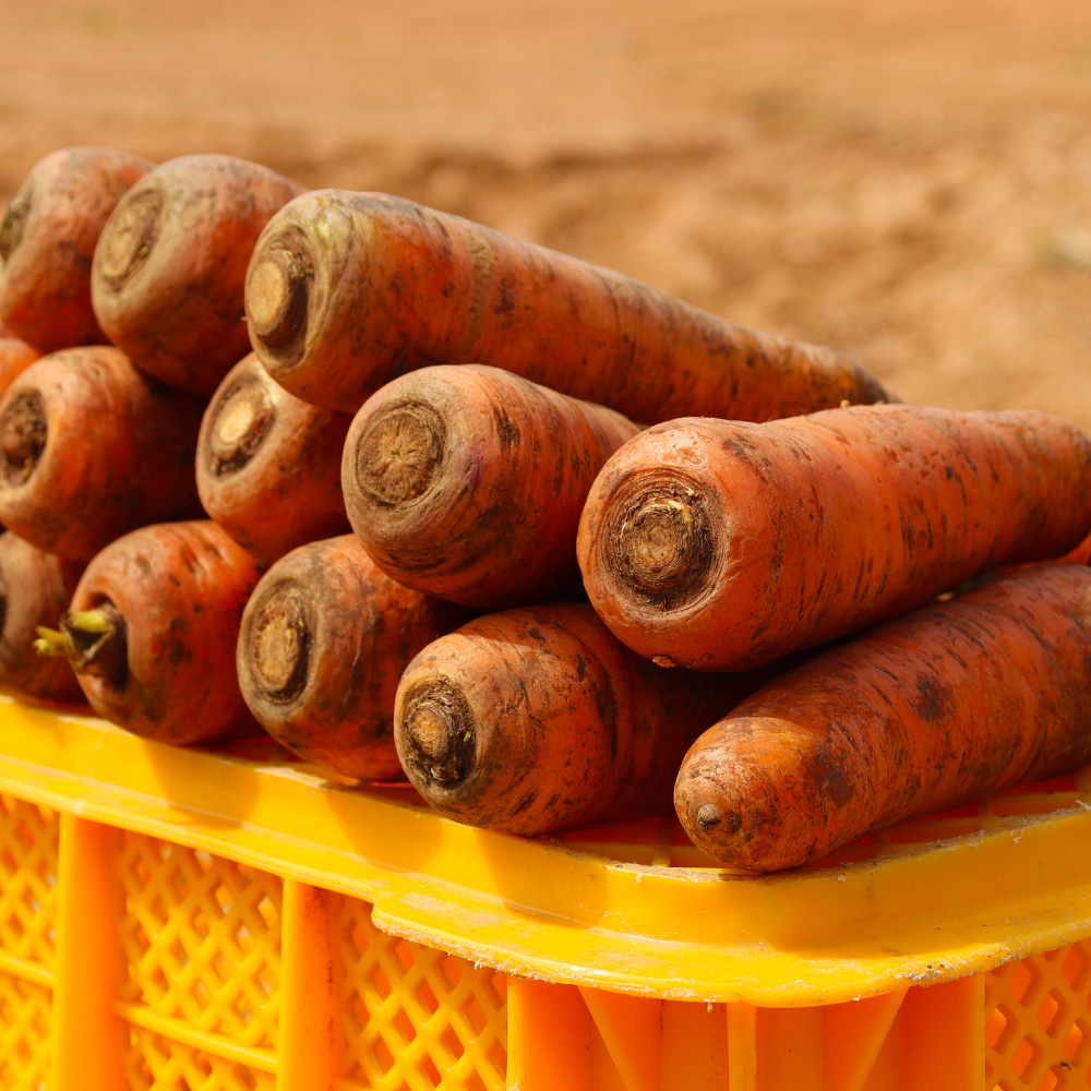 국내산 당근 햇당근 흙당근 구좌당근 제주당근 - 상세 이미지 5