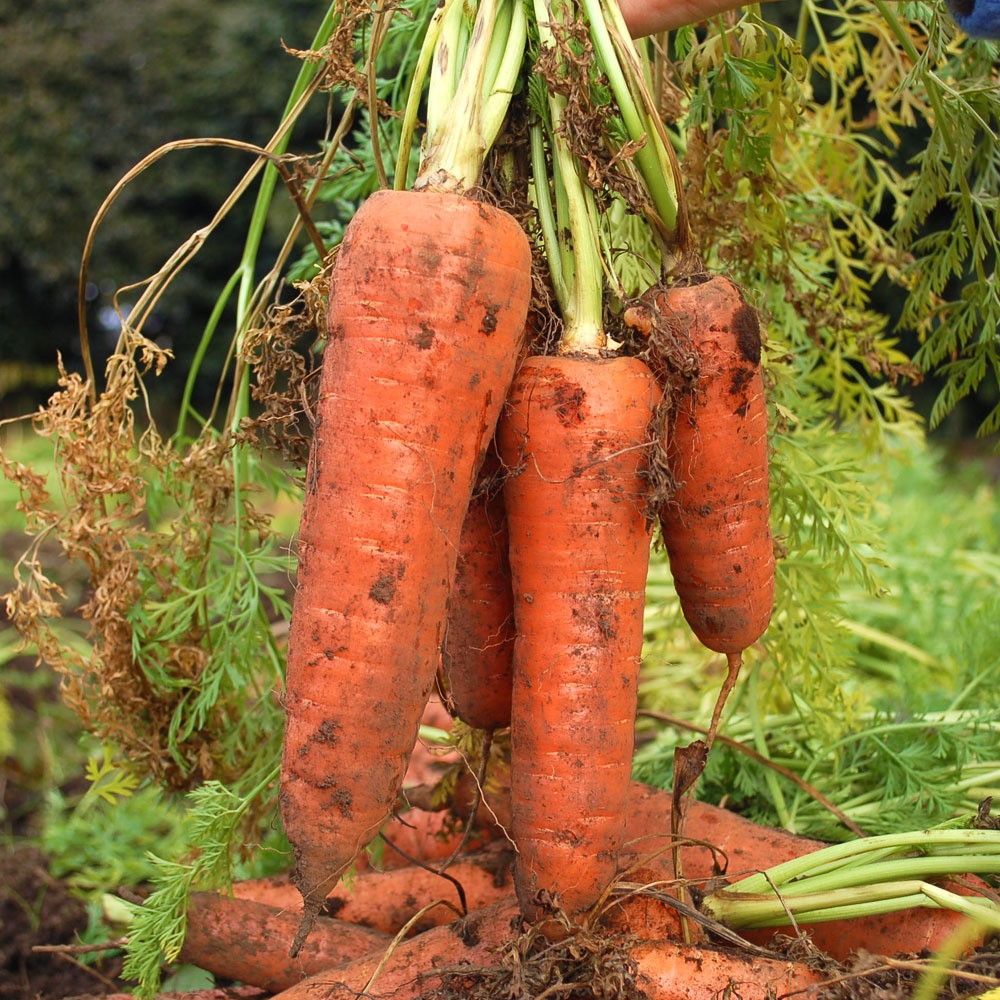 국내산 당근 햇당근 흙당근 구좌당근 제주당근 - 상세 이미지 3