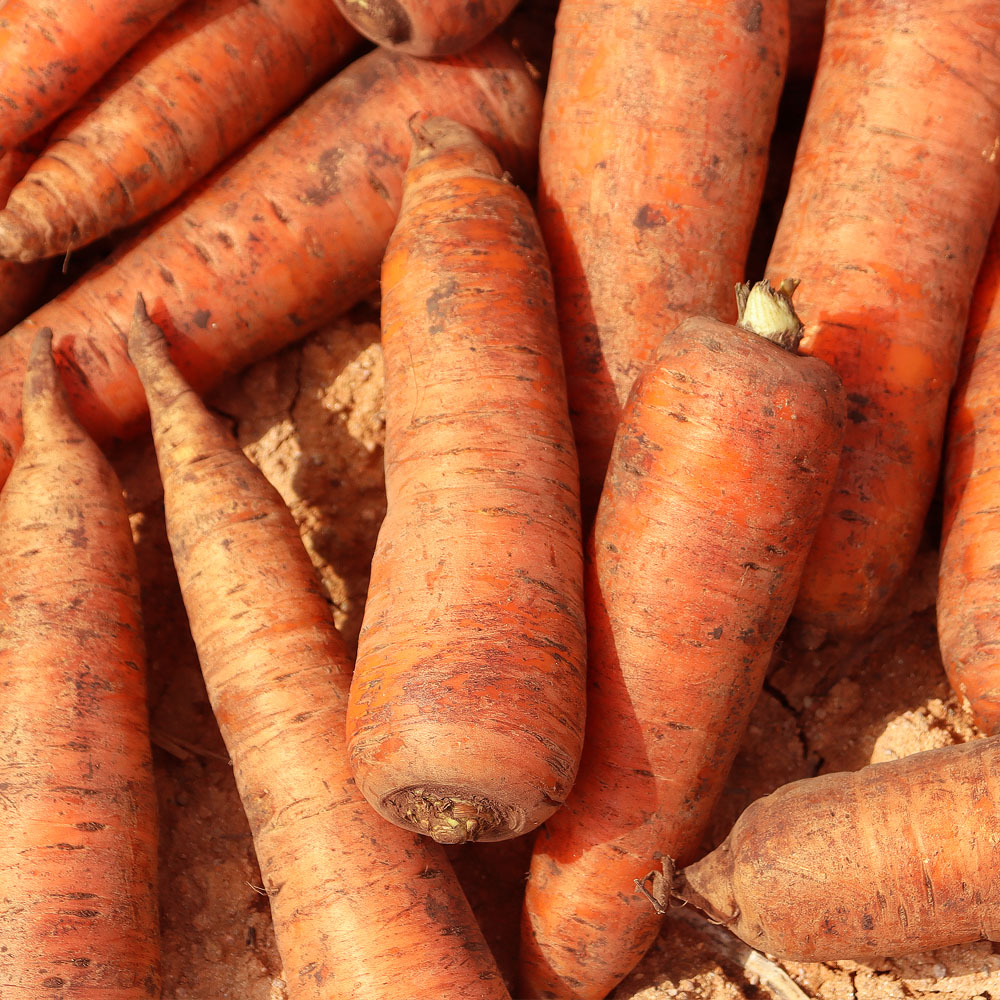 국내산 당근 햇당근 흙당근 구좌당근 제주당근 - 상세 이미지 4