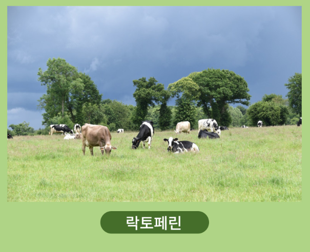 [5차 완판 100세트 특별 기획전] 베르가못 지중해식단 폴리페놀 추출물 - 상세 이미지 5
