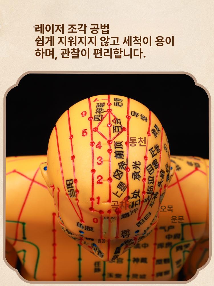 침자리 혈자리 모형 경혈 인체 교육 침구학 한방 침술 한의원 전신 : 보그래이