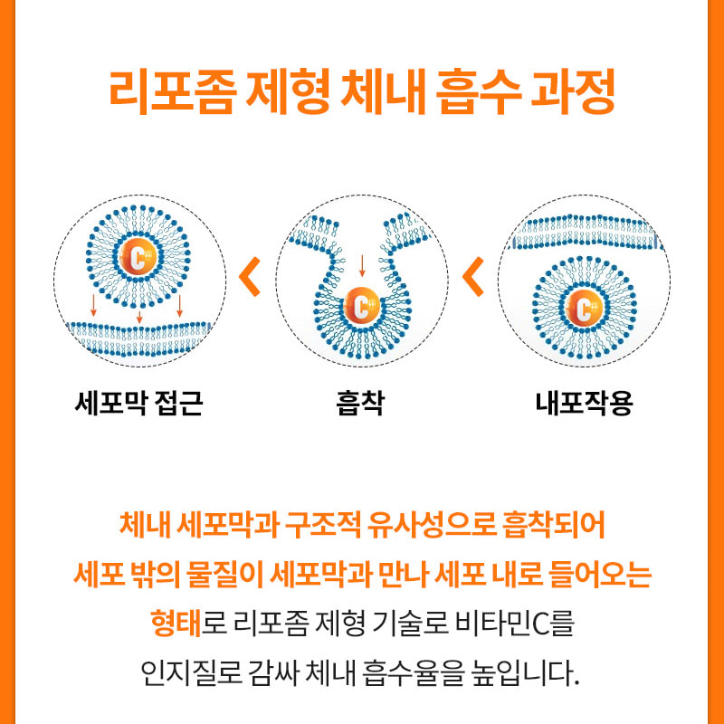 오스틴제약 리포좀 비타민C 파워 효능 리포좀비타민c1,000mg x 180정 - 상세 이미지 5