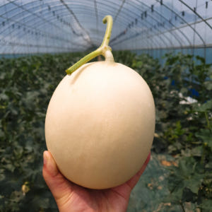 천안수신멜론 머스크멜론 홈런스타 백자멜론 세지 칸탈로프 하미과 맛있게 먹은 솔직 후기 - 상품 이미지 3
