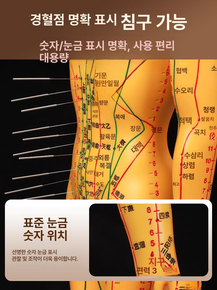 침자리 혈자리 모형 경혈 인체 교육 침구학 한방 침술 한의원 전신 : 보그래이