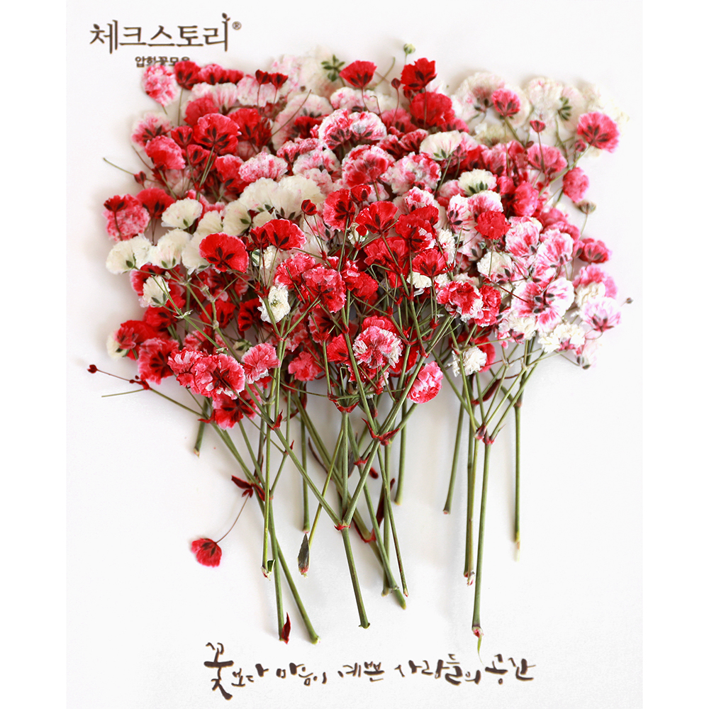 압화 줄기꽃 안개꽃줄기 레드믹스(대) - 상품 이미지