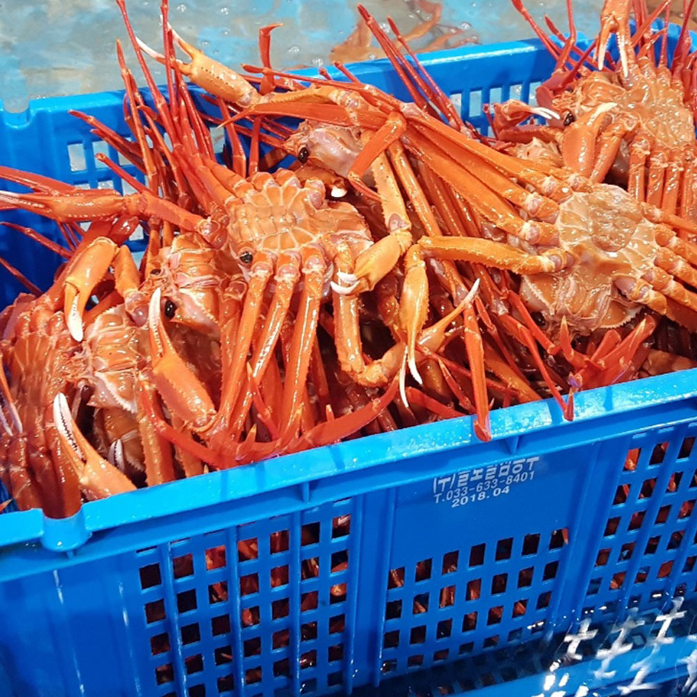 봄날애 제철 홍게 선주직판 울진 후포리 자숙 연지 홍게 대게 3kg