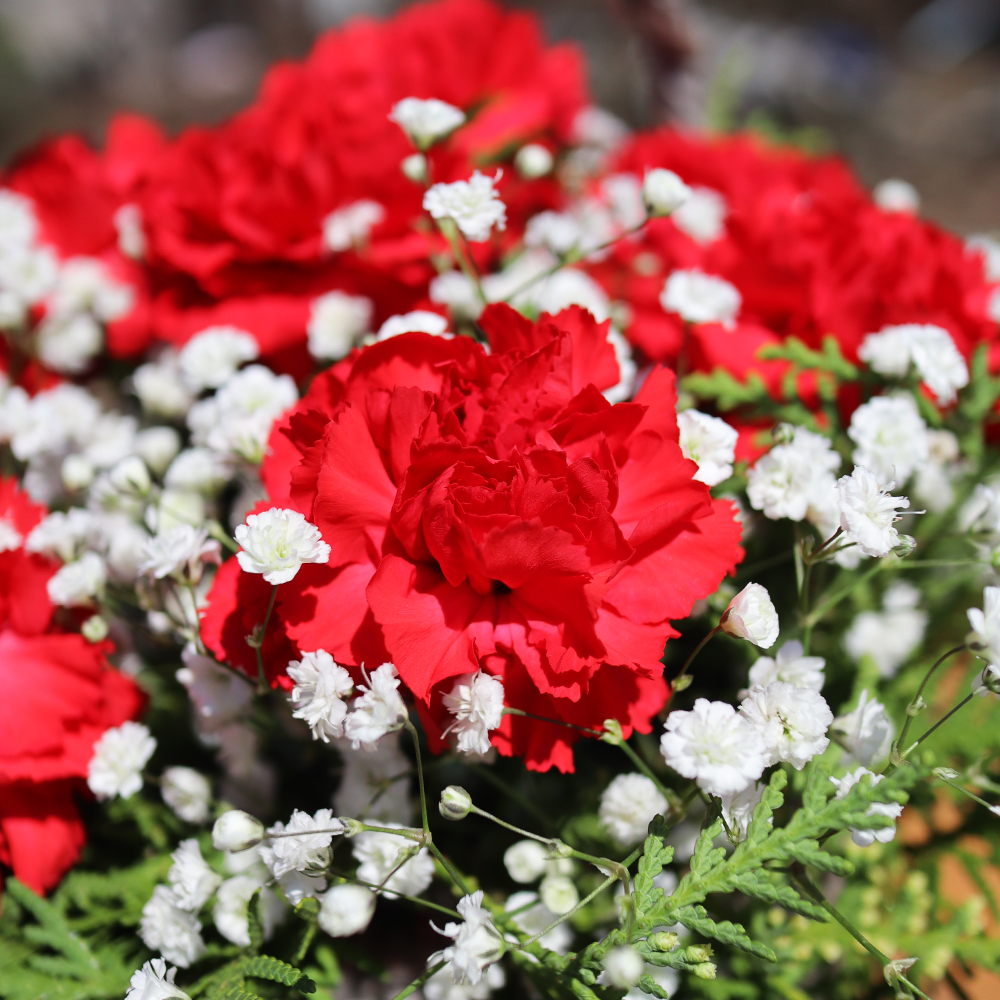 대구 카네이션 꽃바구니 어버이날 스승의날 꽃배달서비스 가정의달 부모님 선물 생화 농장직영