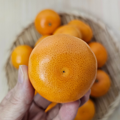 제주 하귤 진지향 감귤 고당도 귤 제주카라향 귤5KG 10KG 프리미엄 과일 3KG - 상품 이미지