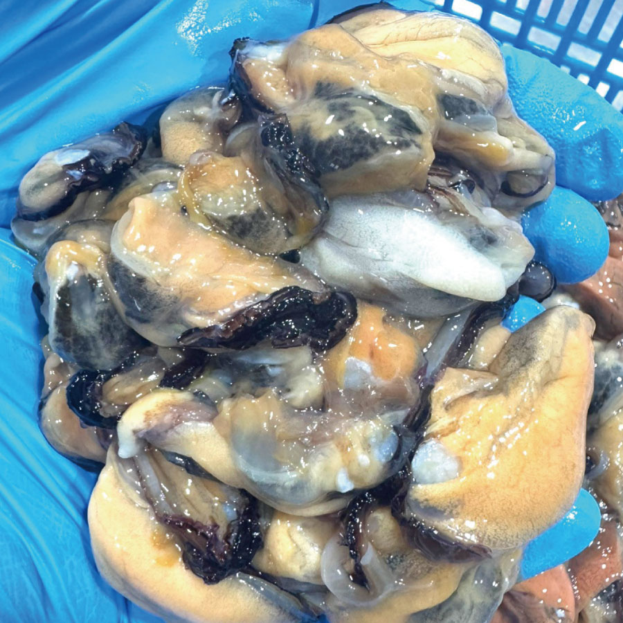 껍질 없이 바로 요리 간편한 프리미엄 국내산 홍합살 500g 이미지 6