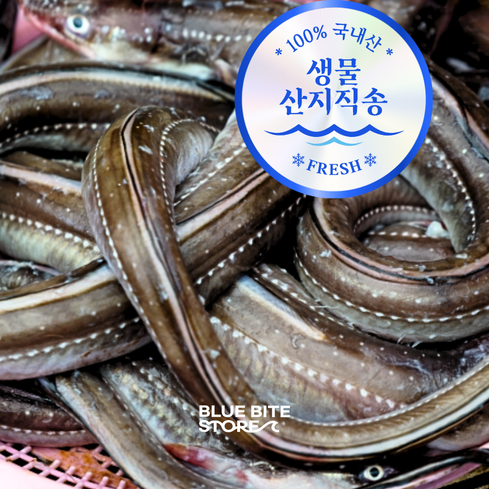 자연산 통영 바다장어 손질 특대 1kg 아나고 갯장어 붕장어 산지직송