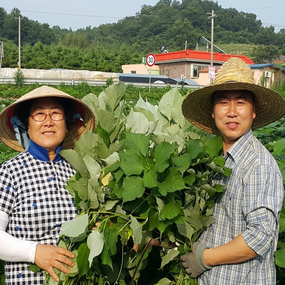 영광군 천년마을 개별포장 모시알송편 기피동부 20개 모시송편 모싯잎떡 이미지 3