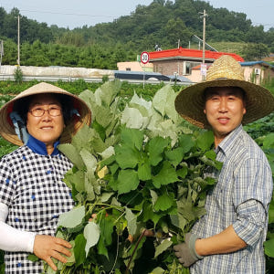 영광군 천년마을 개별포장 모시알송편 기피동부 20개 모시송편 모싯잎떡 맛있게 먹은 솔직 후기 - 상품 이미지 3