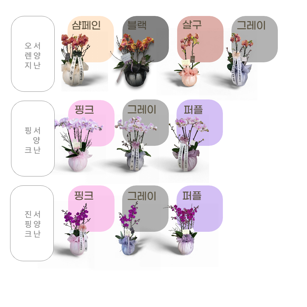 개업화분 서양란 취임 축하난 서양난 사무실 개원 영전 승진난 상견례 배달 꽃배달 호접란 이미지 7