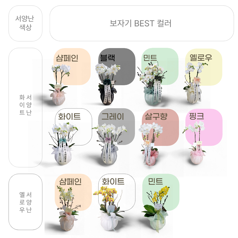 개업화분 서양란 취임 축하난 서양난 사무실 개원 영전 승진난 상견례 배달 꽃배달 호접란 이미지 6