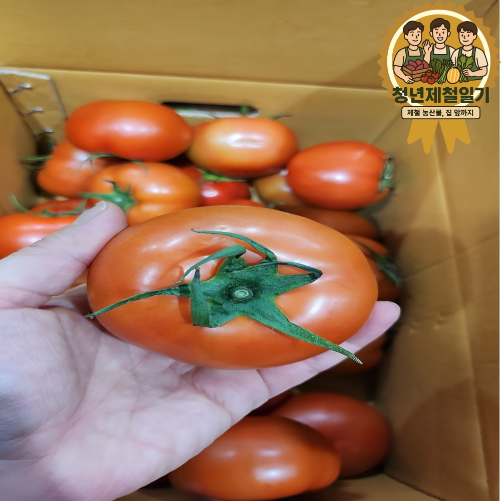 청년제철일기 특품 완숙 찰토마토