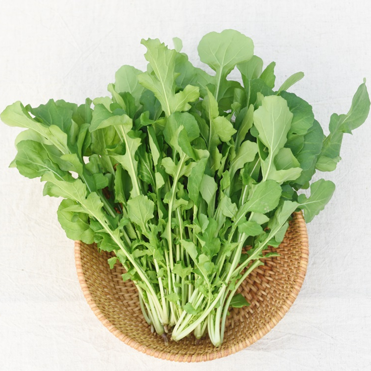 루꼴라 로켓 로케트 500g 샐러드야채 농장직송 당일수 - 상품 이미지