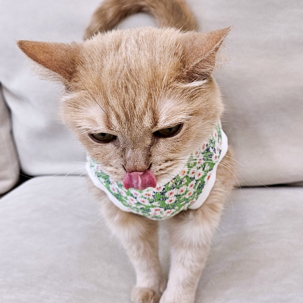 고양이 옷 여름용 민소매 숏기장 골지 티셔츠 크롭티 들꽃 하늘 - 상세 이미지 3