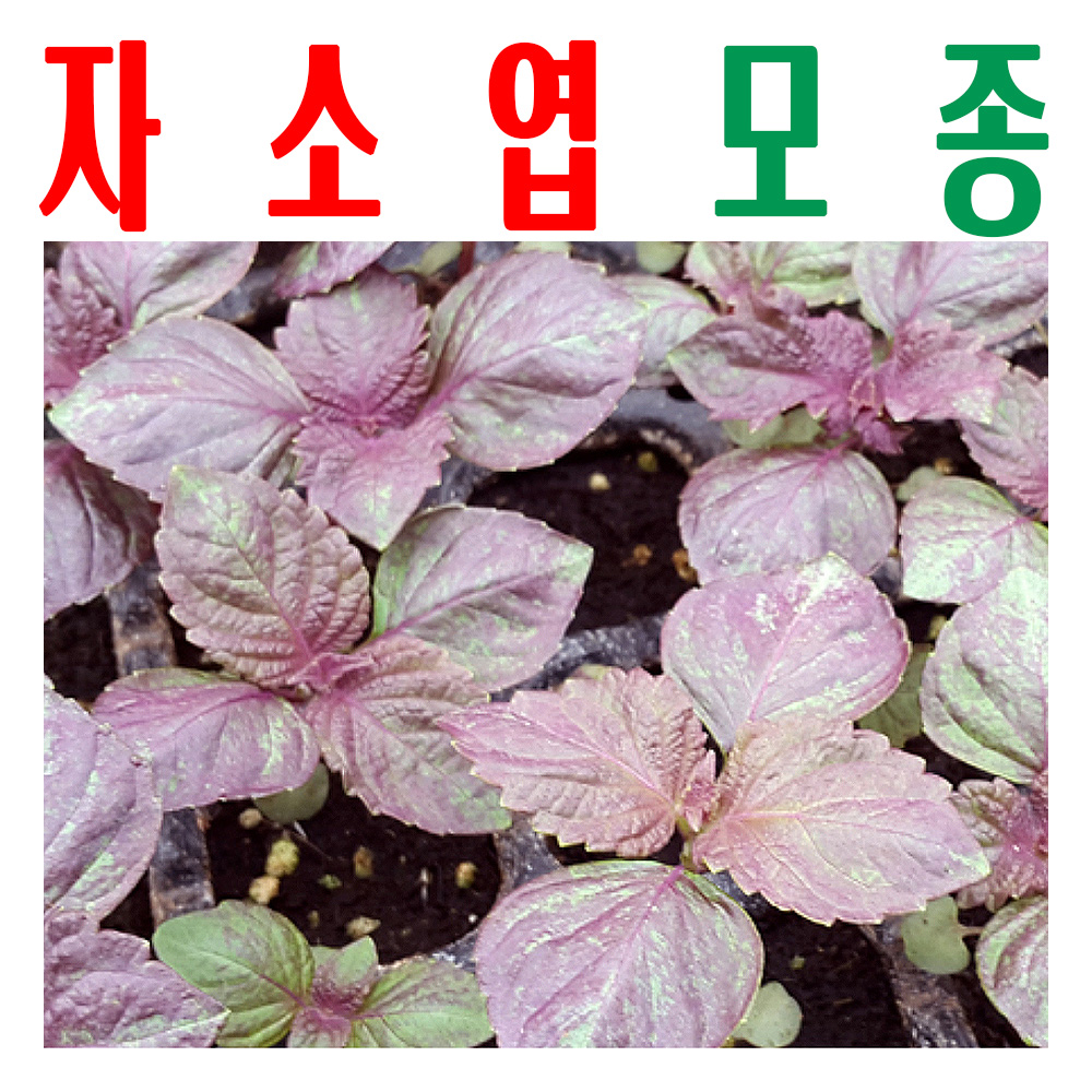 자소엽모종/ 자소엽종묘/ 차조기모종/ 지하 170m 청정수 깨끗한 물로 싹 틔움/ 미산농장 - 메인 이미지