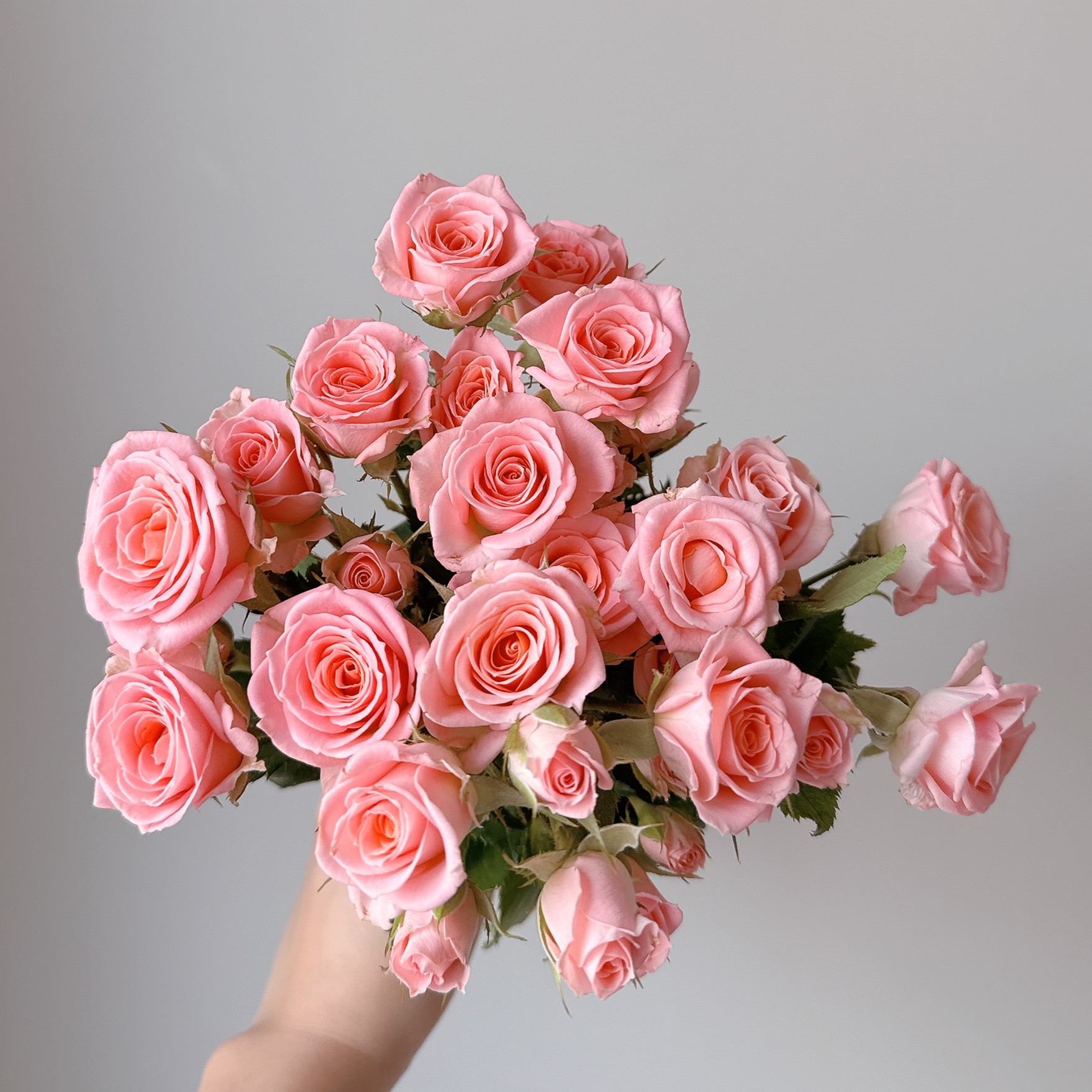 미니장미 스프레이장미 생화 양재꽃시장 꽃배송 정기구독 오래가는 향기좋은 꽃 - 상세 이미지 4