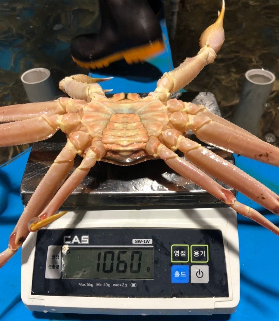 러시아 마가단 프리모리 활 대게 2kg 3kg 1-3미 내외 특 S급 선별배송 이미지 6