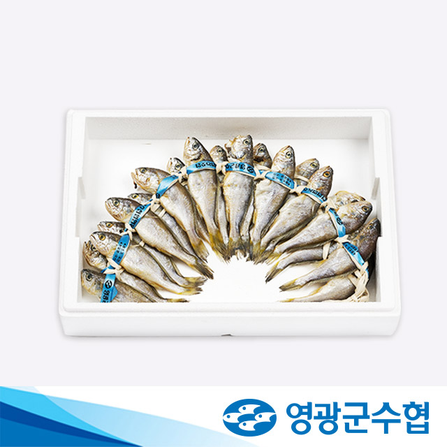 영광군수협 법성포 영광 저염 굴비 1.4kg 20마리 진공 포장 아기 생선 장대 역걸이 이미지 6