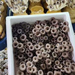 산지직송 국산 무농약 GAP 친환경 느타리버섯 2KG 참타리 맛느타리 대... 맛있게 먹은 솔직 후기 - 상품 이미지 1